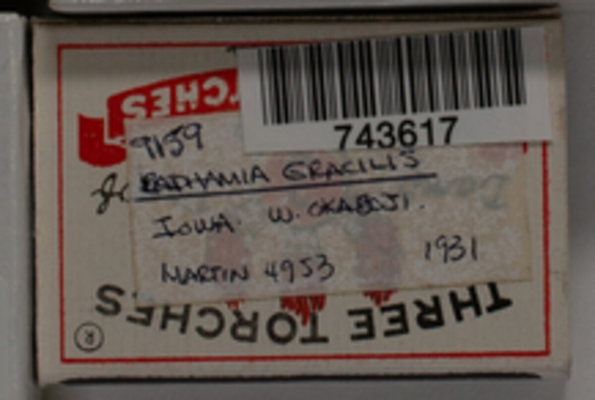 Badhamia image